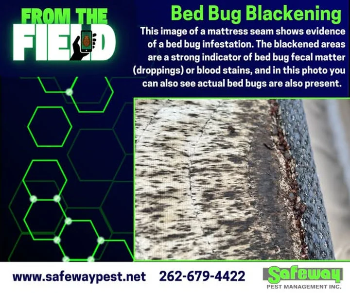 bed bug blackening