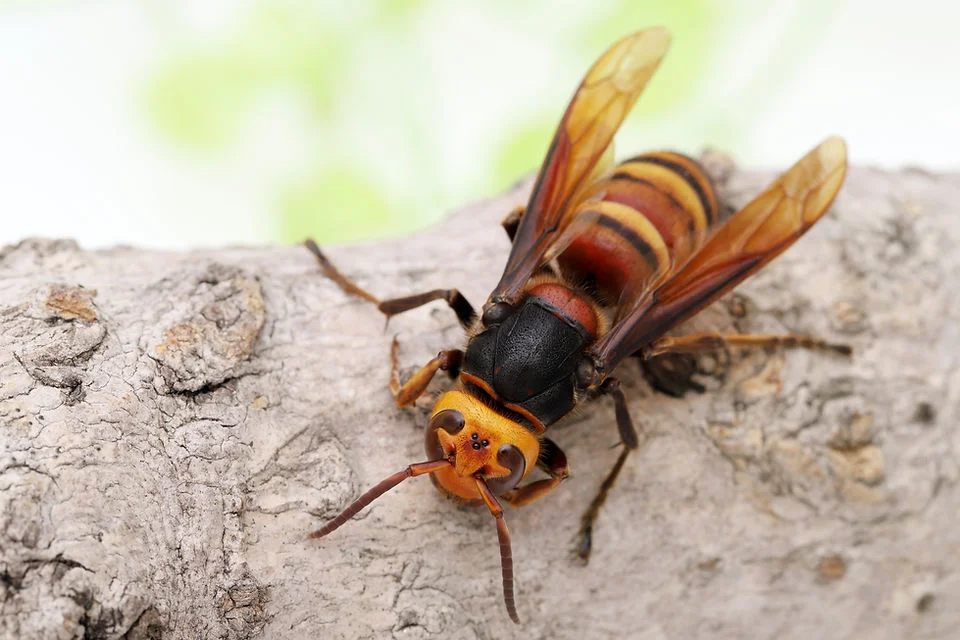 The Asian Giant Hornet
