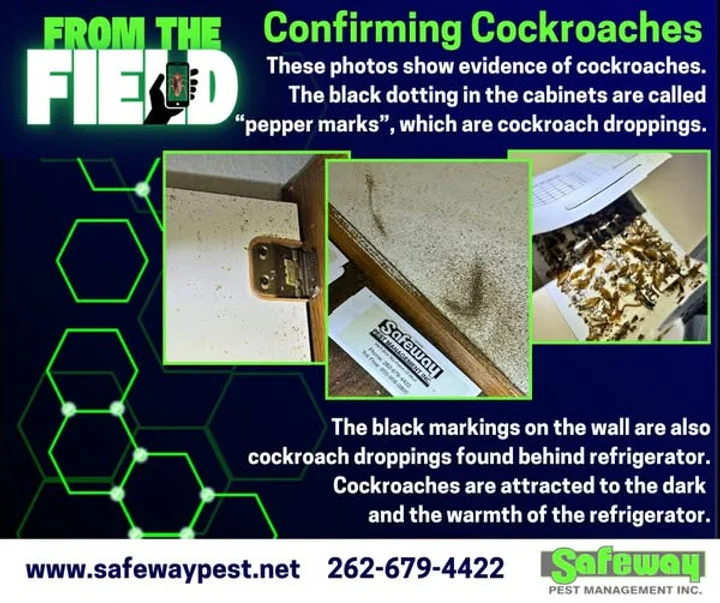 confirming cockroaches