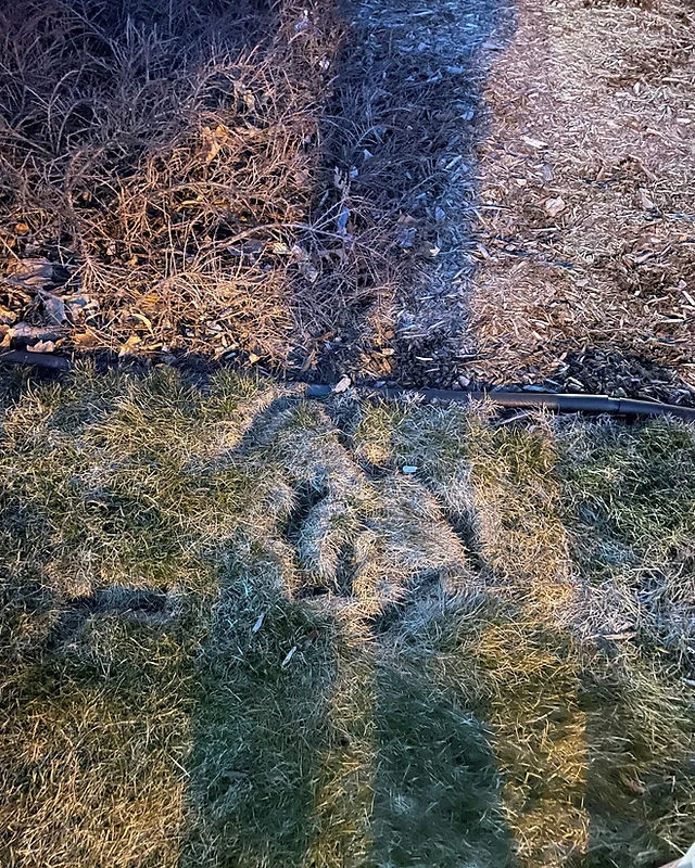 Signs of Voles