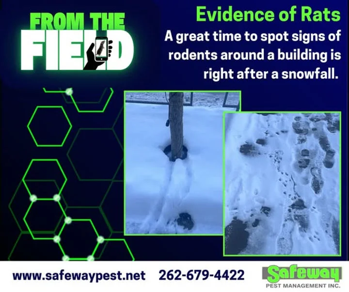 Evidence of rats