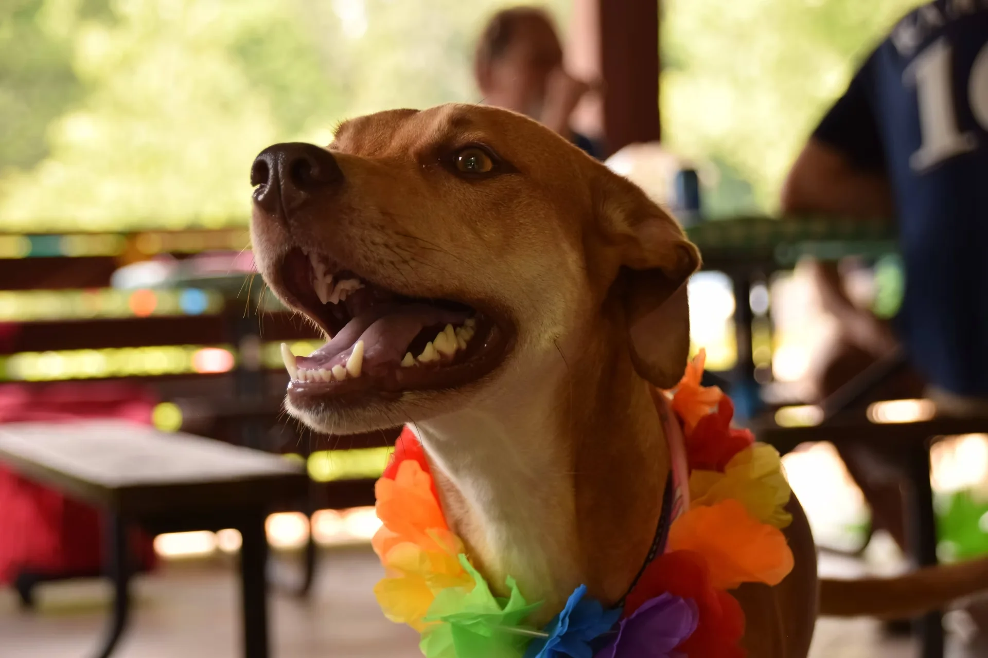 Photos of food, happenings, staff and family during the company picnic event
